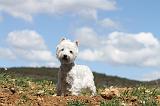 WESTIE 030